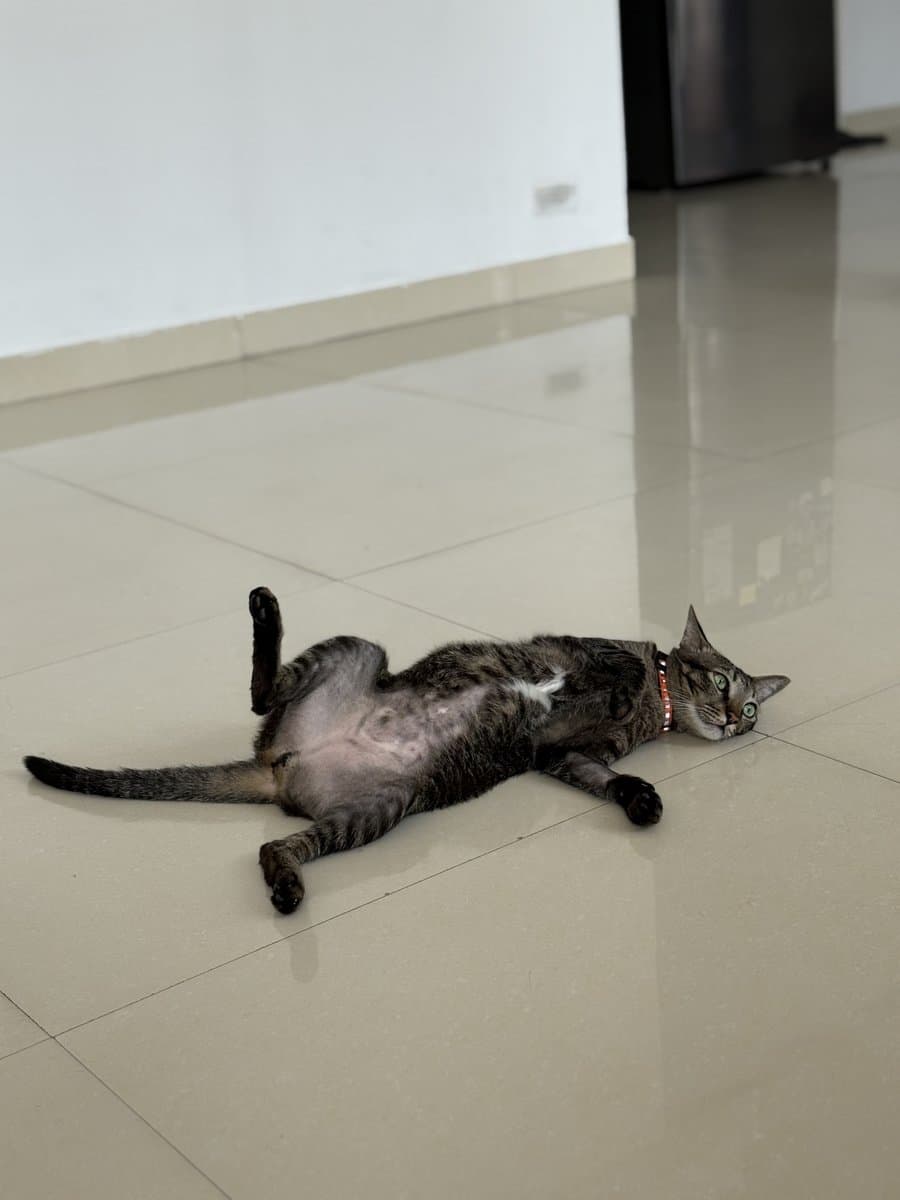A relaxed tabby cat stretched out on its back on a cool tiled floor at home