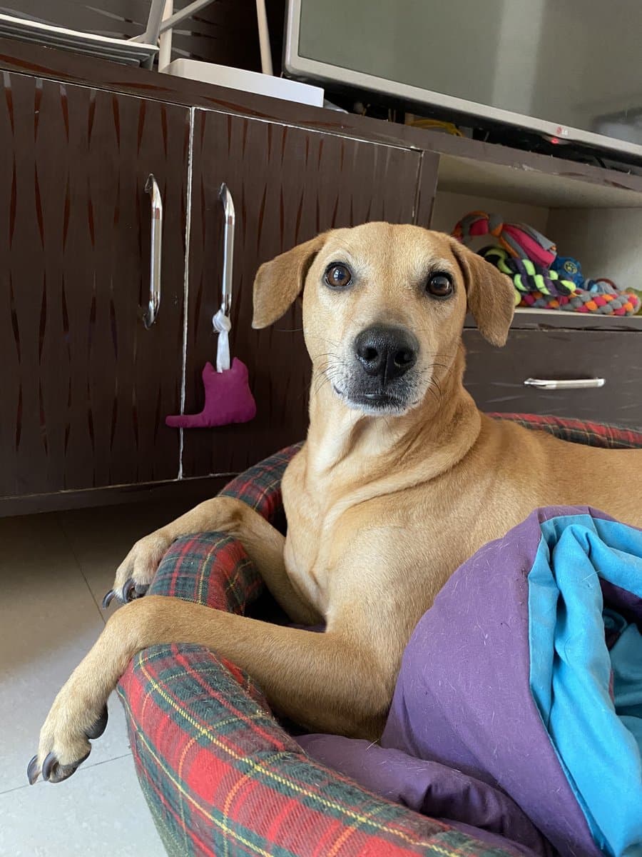 An indie dog settled in a cosy bed at home, looking at the camera